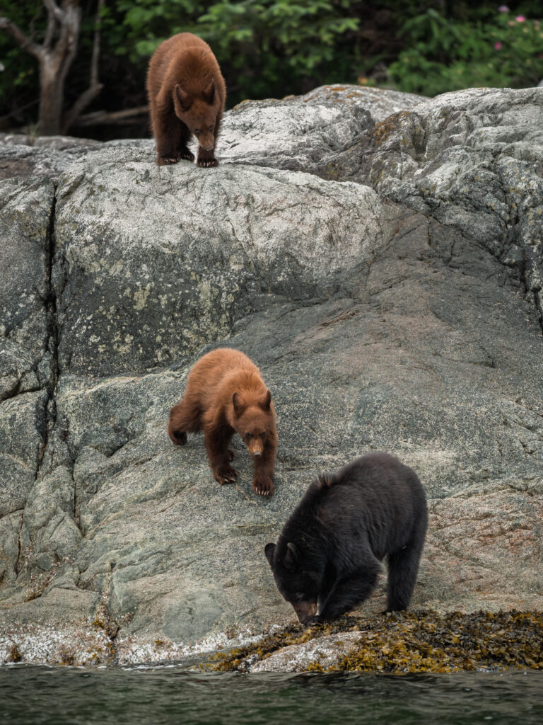 Adult black bear and two cubs climbing down coastal rocks
