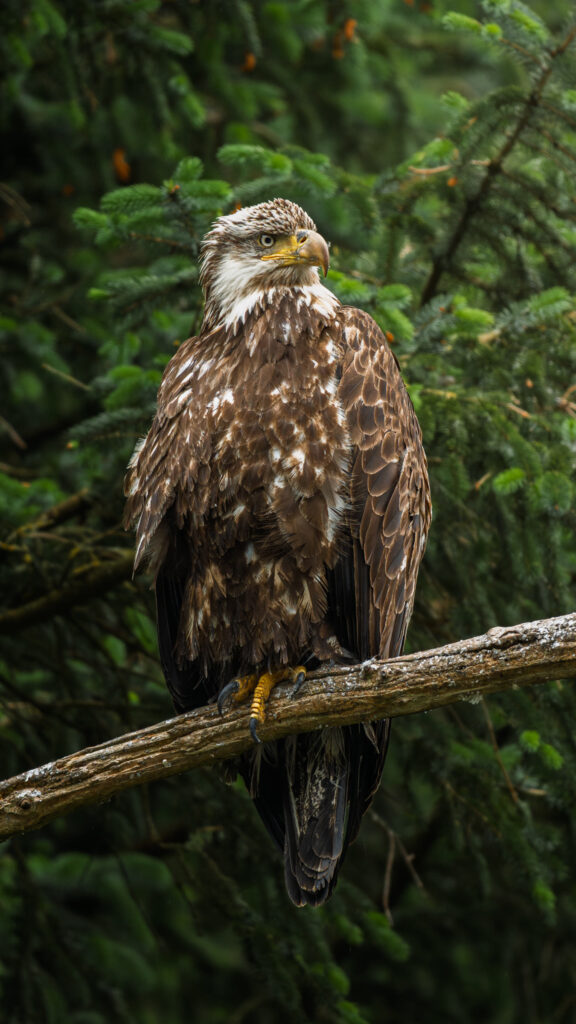 Young bald eagle perched on a branch in dense forest