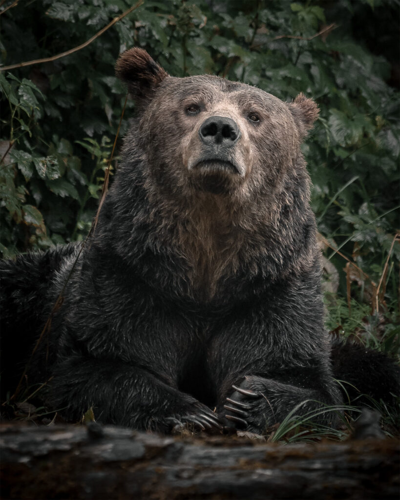 Brown bear sitting upright among dark woodland vegetation
