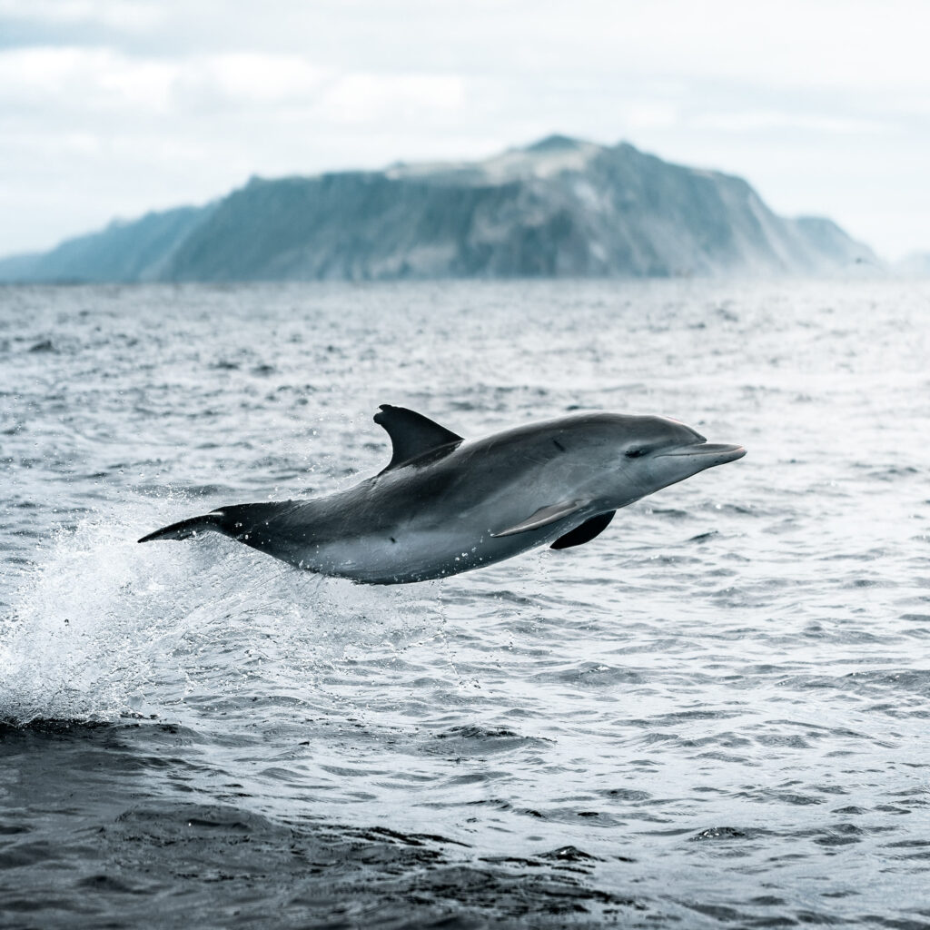 Dolphin leaping from the ocean with an island behind